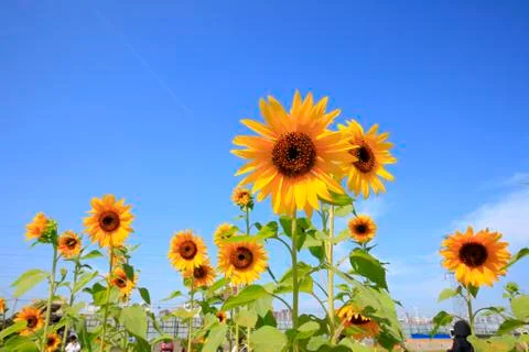 Sunflowers Stock Photos