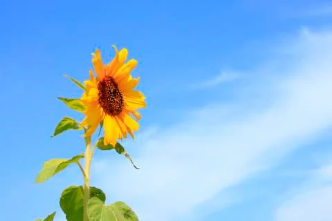 Sunflowers Stock Photos