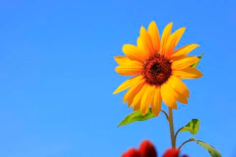 Sunflowers Stock Photos