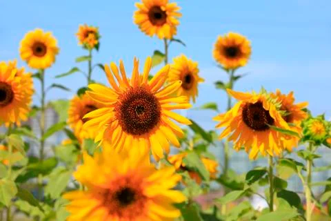Sunflowers Stock Photos