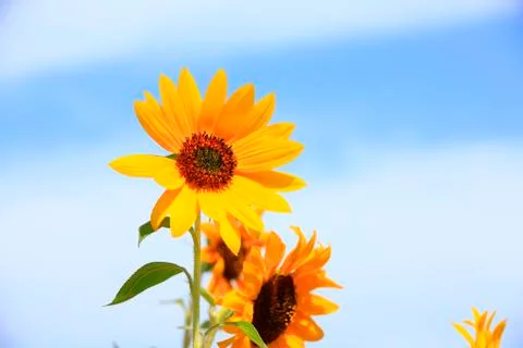 Sunflowers Stock Photos