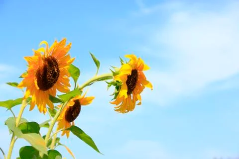 Sunflowers Stock Photos