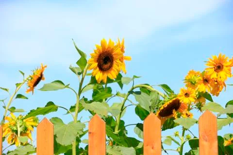 Sunflowers Stock Photos