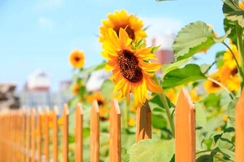 Sunflowers Stock Photos
