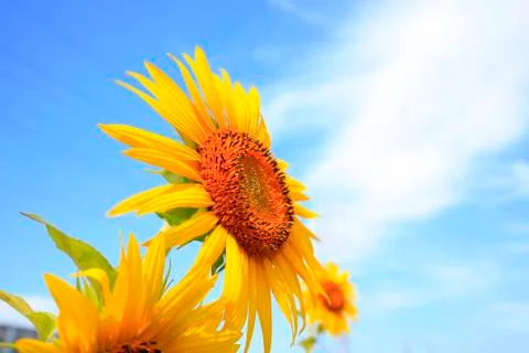 Sunflowers Stock Photos
