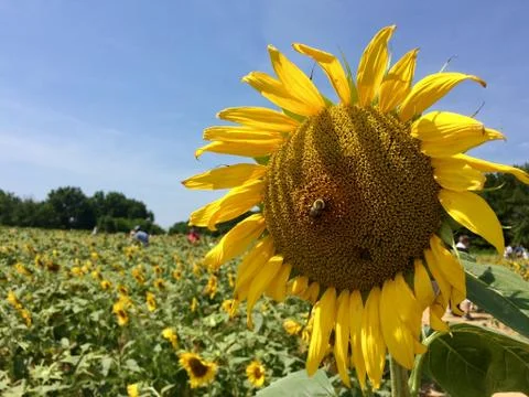 Sunflowers Foto stock