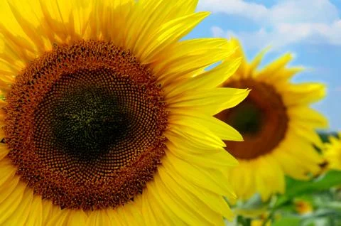 Sunflowers Stock Photos