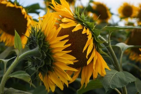 Sunflowers Stock Photos