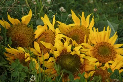Sunflowers Stock Photos