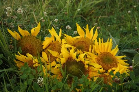 Sunflowers Stock Photos