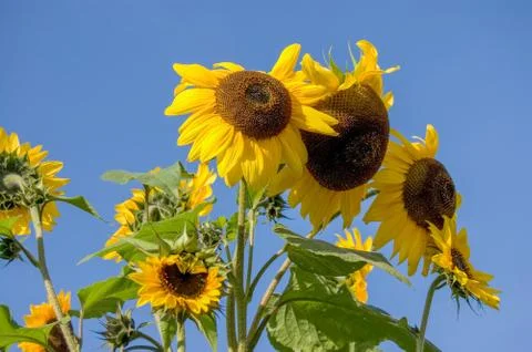 Sunflowers Stock Photos