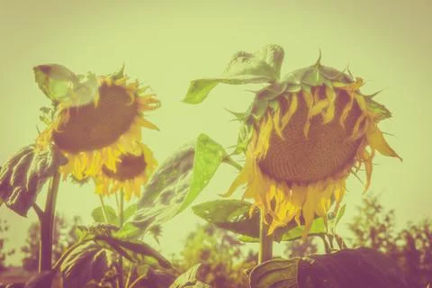 Sunflowers Stock Photos