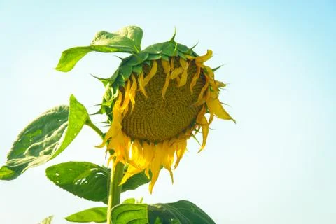 Sunflowers Stock Photos