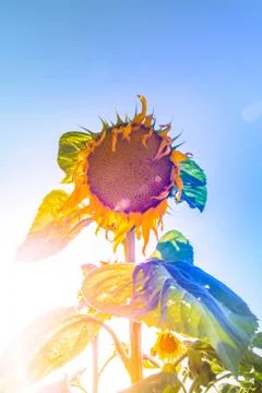 Sunflowers Stock Photos