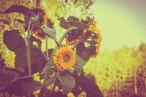Sunflowers Stock Photos