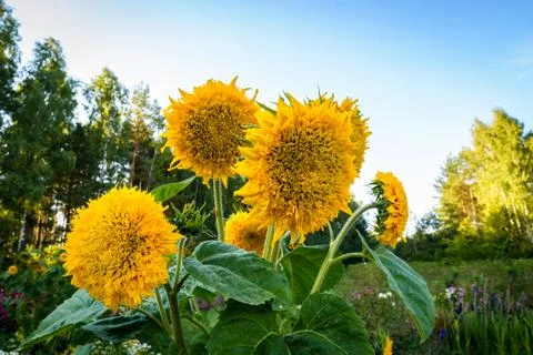 Sunflowers Stock Photos