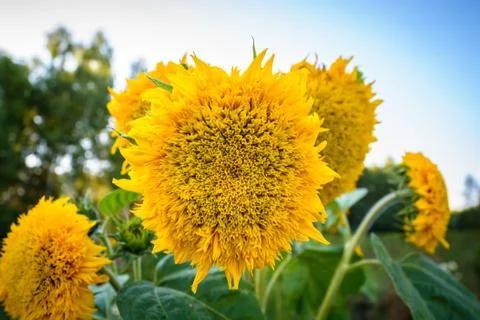 Sunflowers Stock Photos