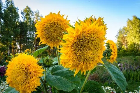 Sunflowers Stock Photos