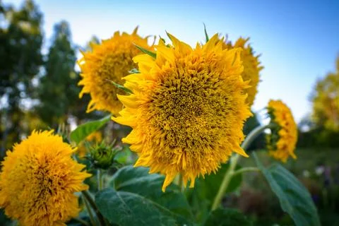 Sunflowers Stock Photos