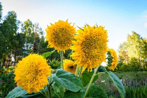 Sunflowers Stock Photos