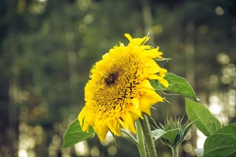 Sunflowers Stock Photos
