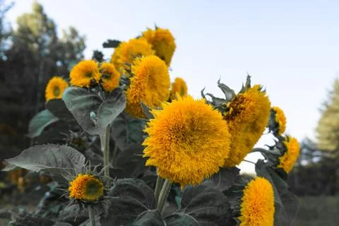 Sunflowers Stock Photos