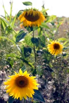 Sunflowers Foto stock