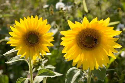 Sunflowers Stock Photos