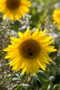 Sunflowers Stock Photos