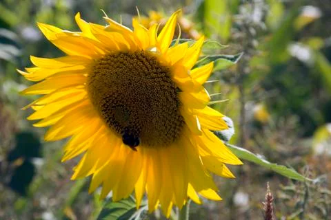 Sunflowers Stock Photos