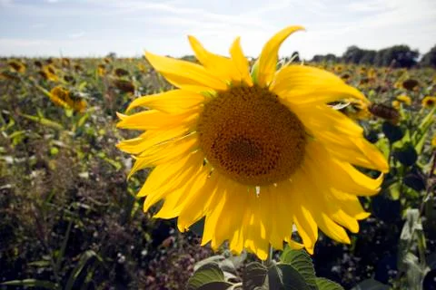 Sunflowers Foto stock