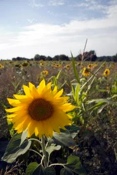 Sunflowers Stock Photos