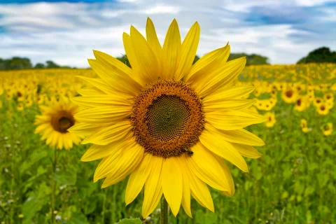 Sunflowers Stock Photos