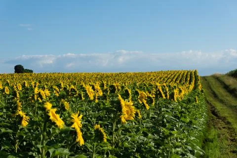 Sunflowers Stock Photos