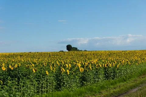 Sunflowers Stock-Fotos