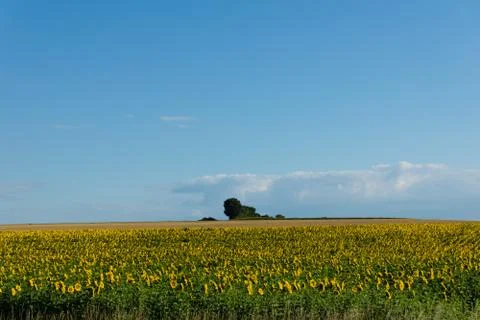 Sunflowers Stock Photos