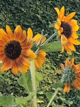 Sunflowers 写真素材