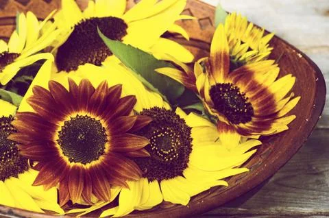 Sunflowers. Stock Photos