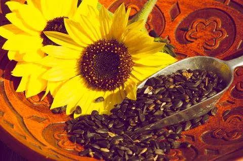 Sunflowers. Stock Photos