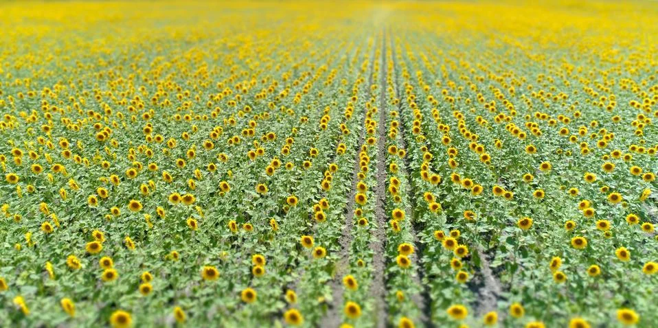 Sunflowers Stock Photos