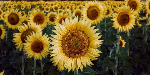 Sunflowers 스톡 사진