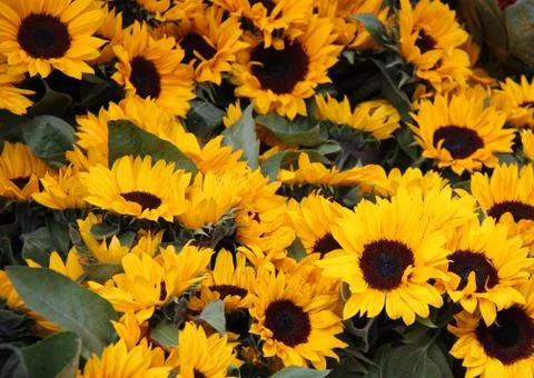 Sunflowers. Stock Photos