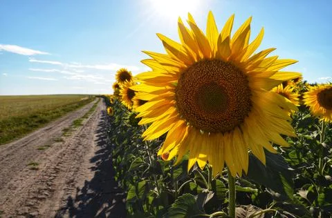 Sunflowers Stock Photos