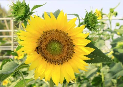 Sunflowers Stock Photos