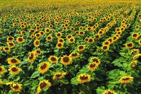 Sunflowers Stock Photos