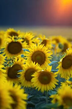 Sunflowers Stock Photos