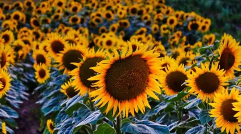 Sunflowers Stock Photos