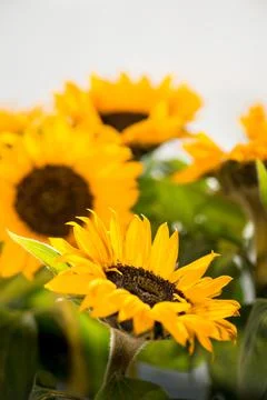 Sunflowers Stock Photos