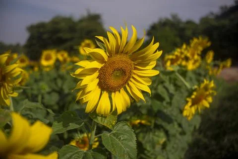 Sunflowers Stock Photos