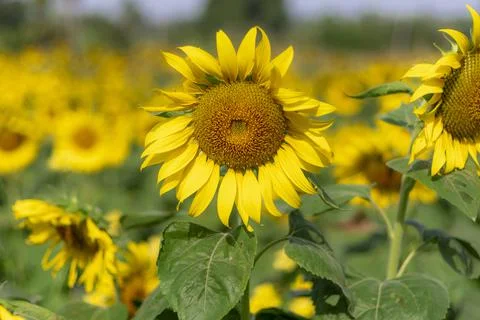 Sunflowers Stock Photos